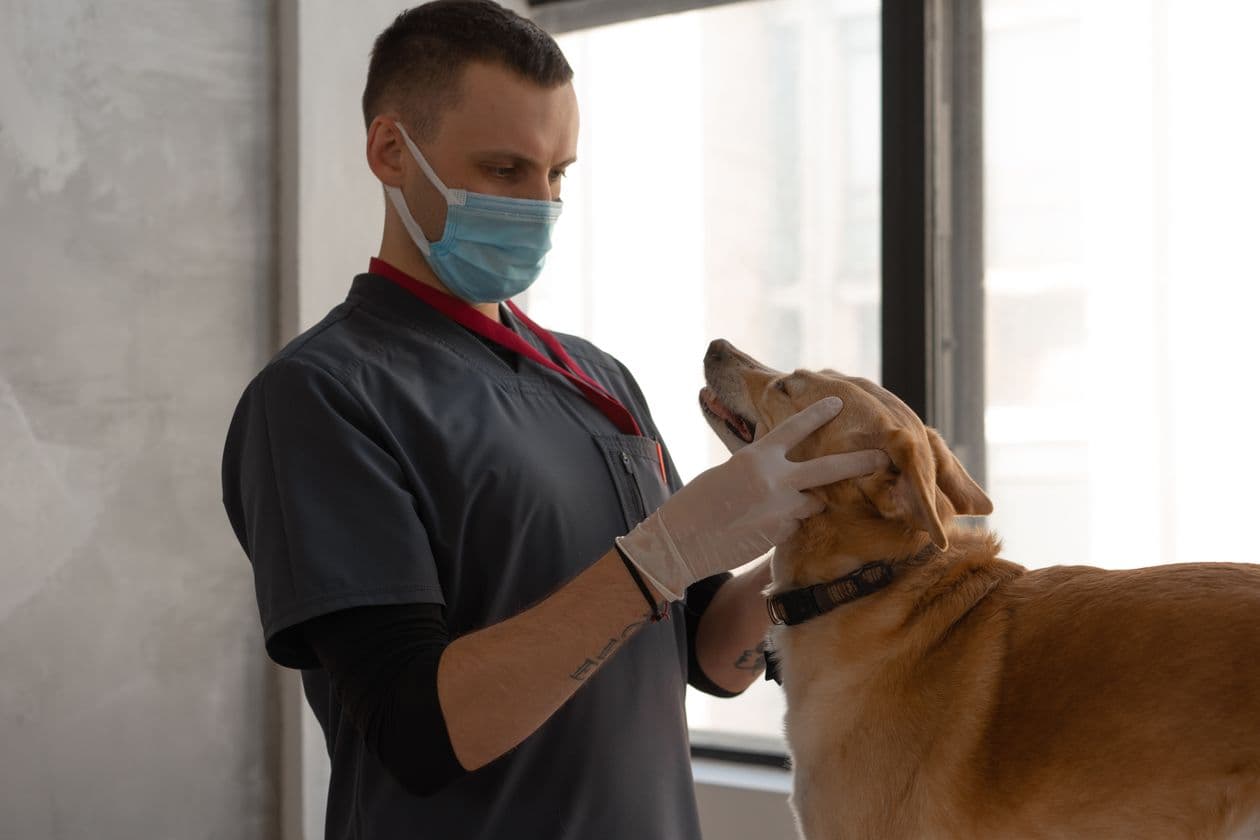 Dog Dental Care at Home: 5 Myths Your Vet Wishes You'd Drop