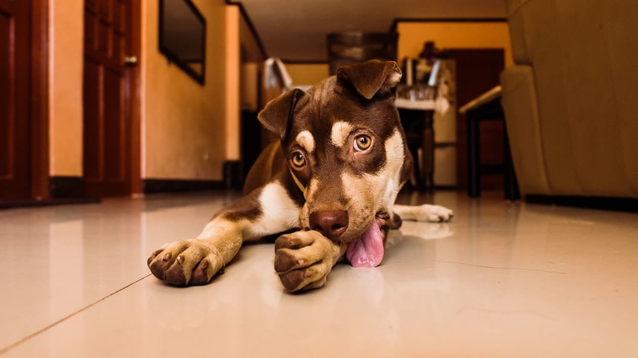 Cómo detectar alergias en mascotas: ¿comida, polen o algo más?