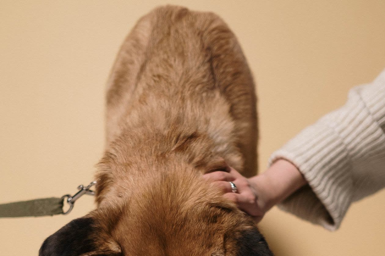 Por qué algunas medicinas de tu mascota van con comida y otras no