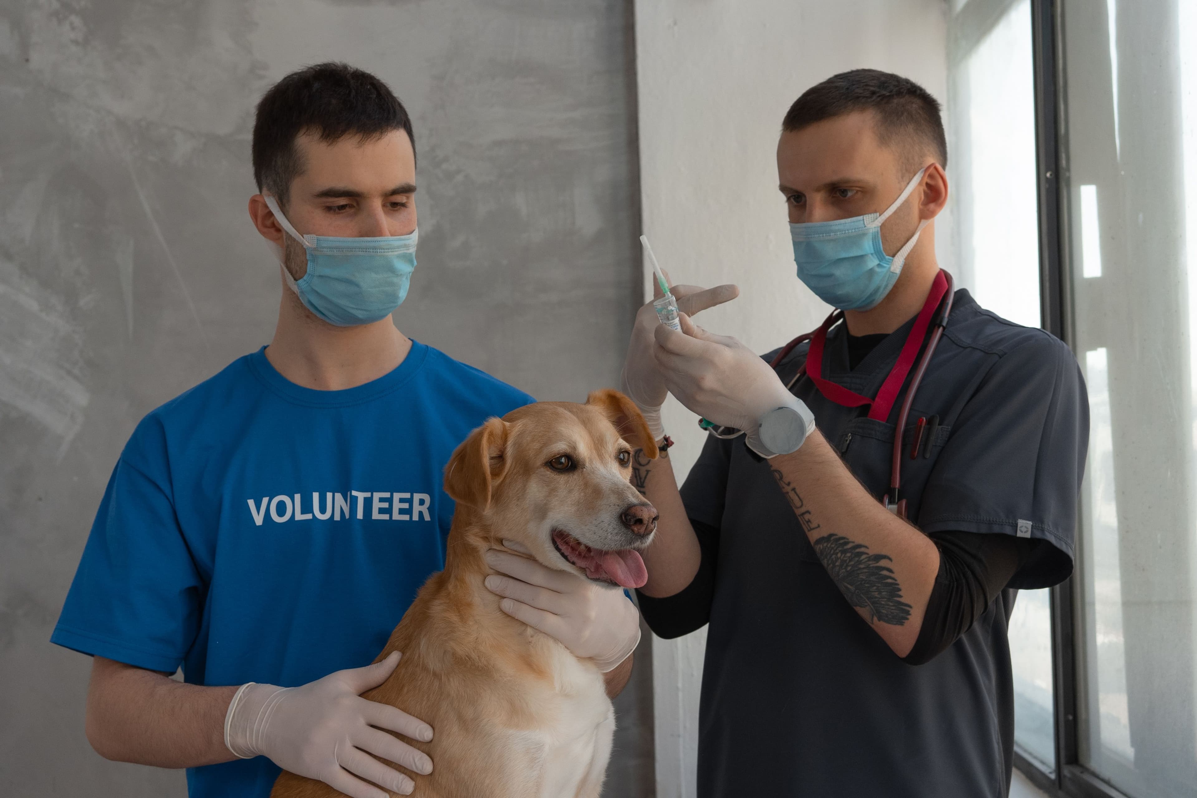 Calendario de vacunación canina: la semana 16 lo cambia todo