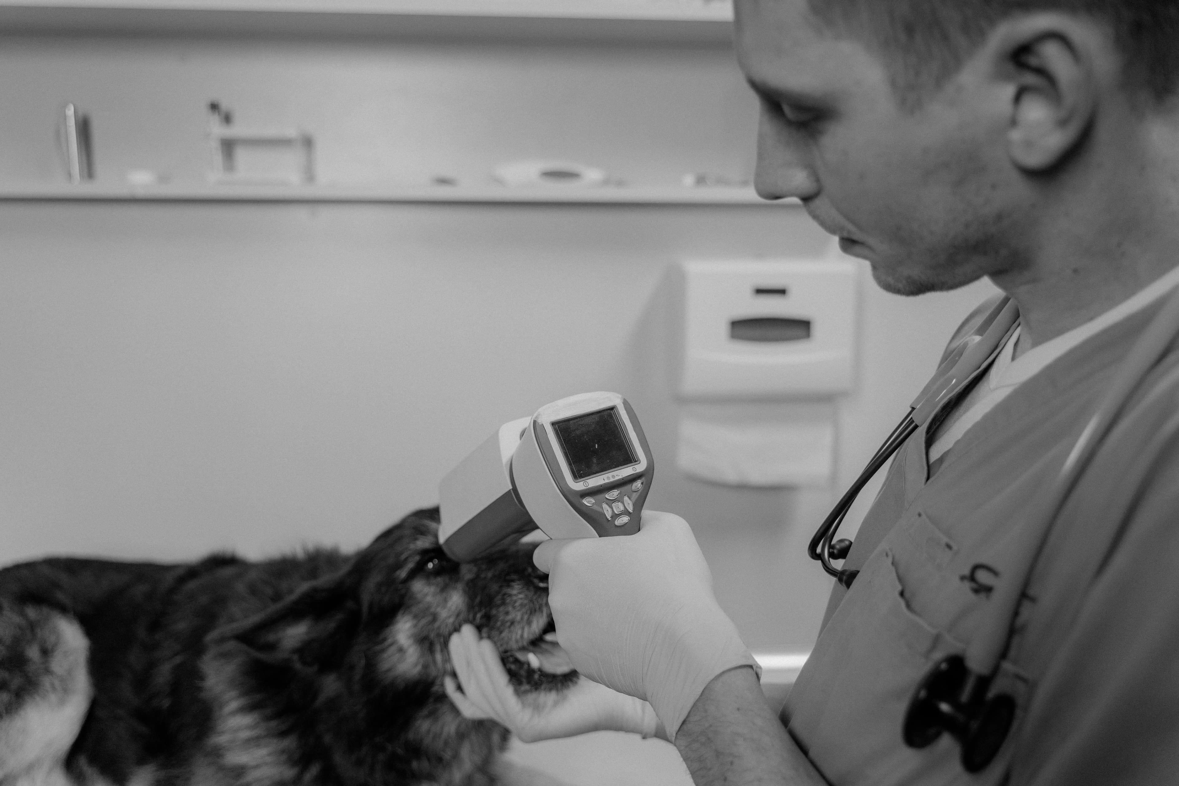 How to Create a Pet Health Record: The Complete Guide