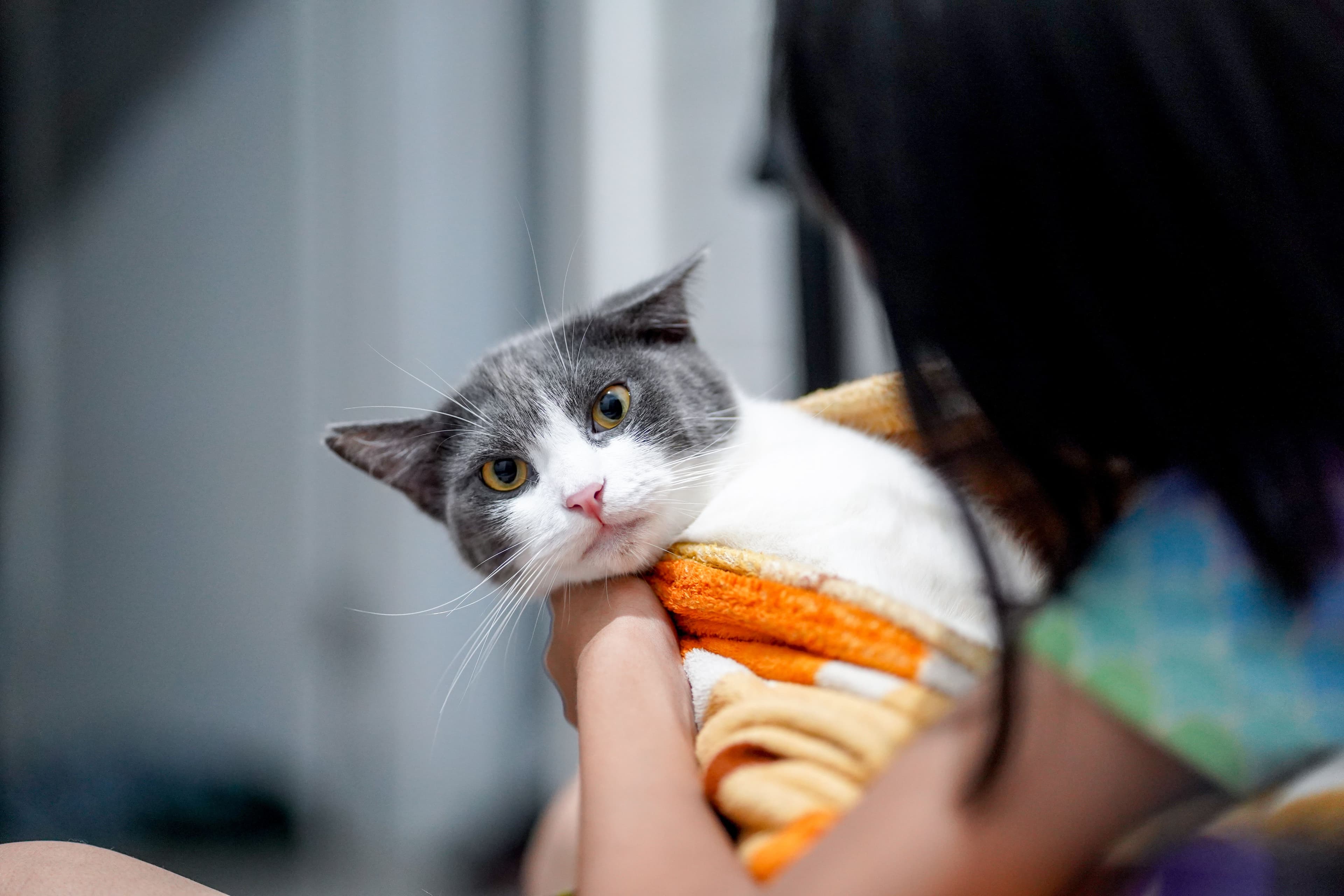 Cómo darle una pastilla a un gato sin salir arañado
