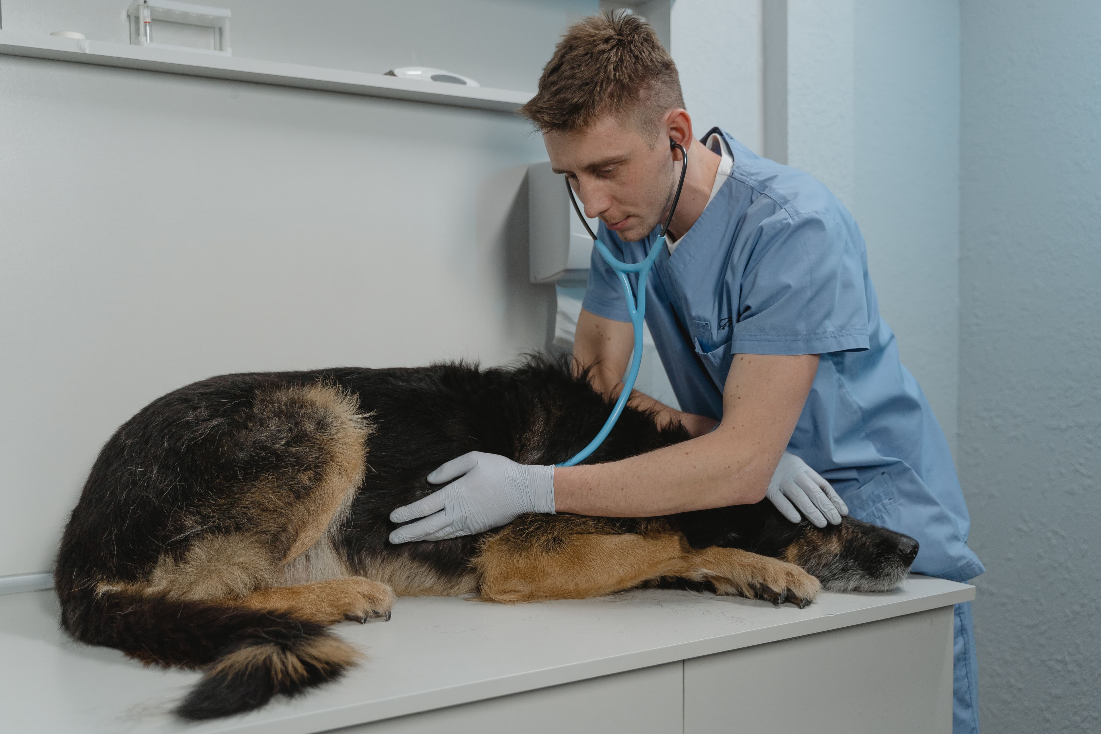 Cómo prepararte para la cita veterinaria sin perder el tiempo