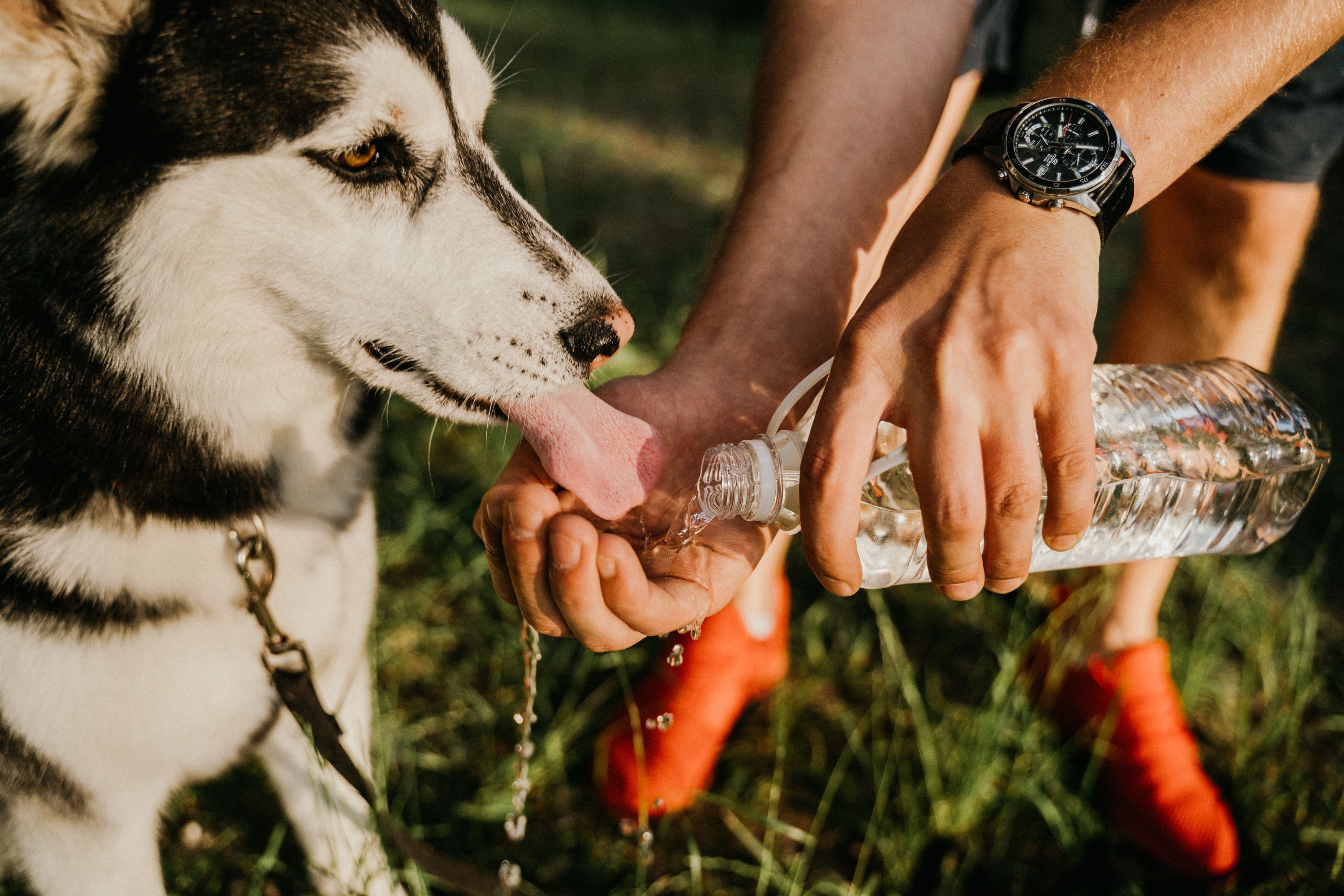 Cómo reconocer la deshidratación en perros y gatos a tiempo