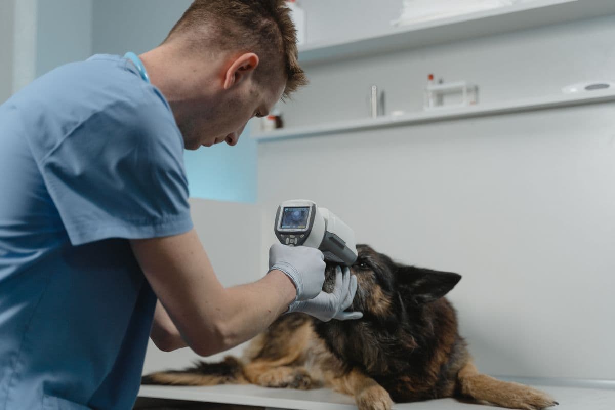 Ficha de emergencia para mascotas: qué incluir y dónde guardarla