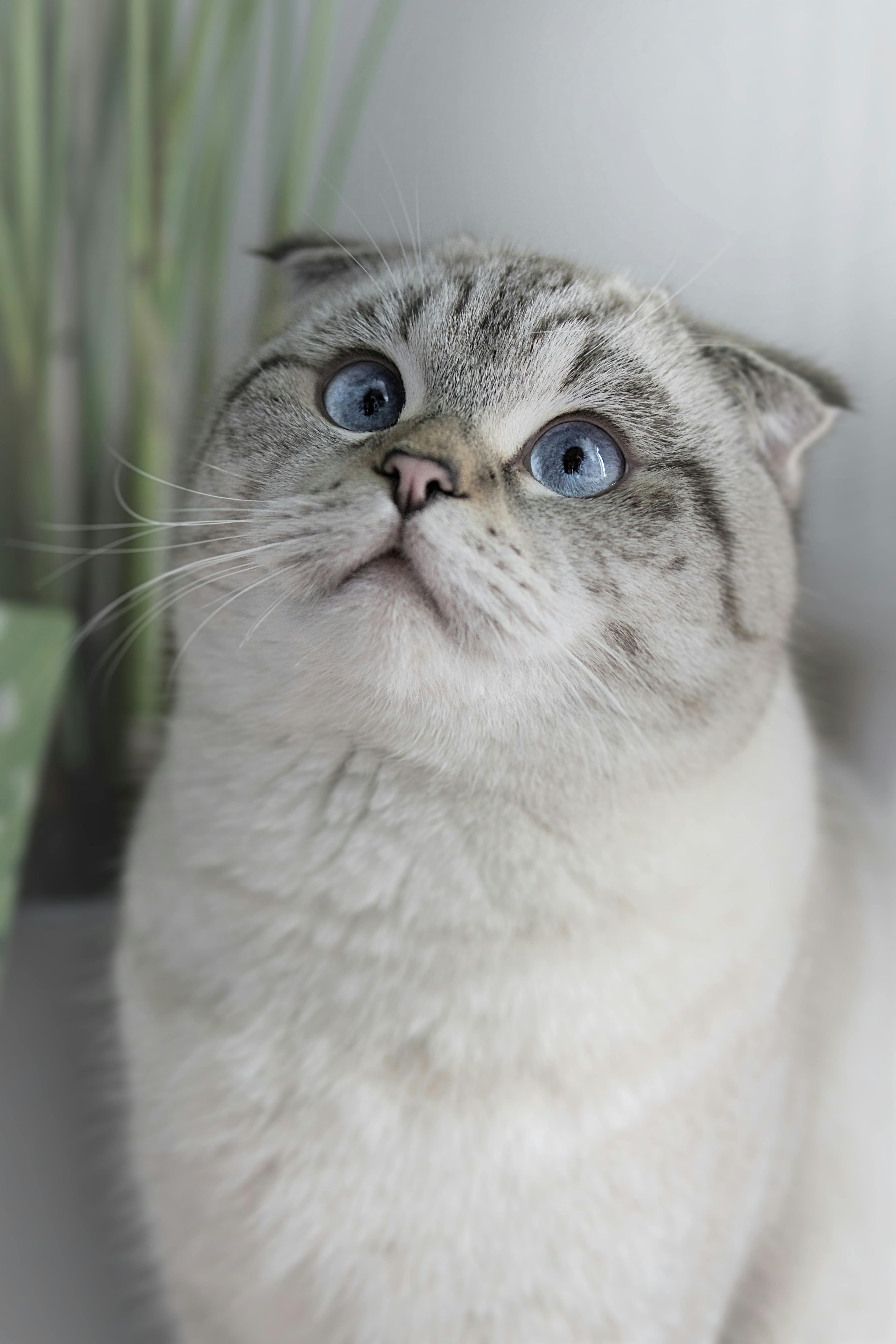 The Netherlands Just Banned Scottish Folds and Sphynx Cats — And the Rest of the World Is Watching