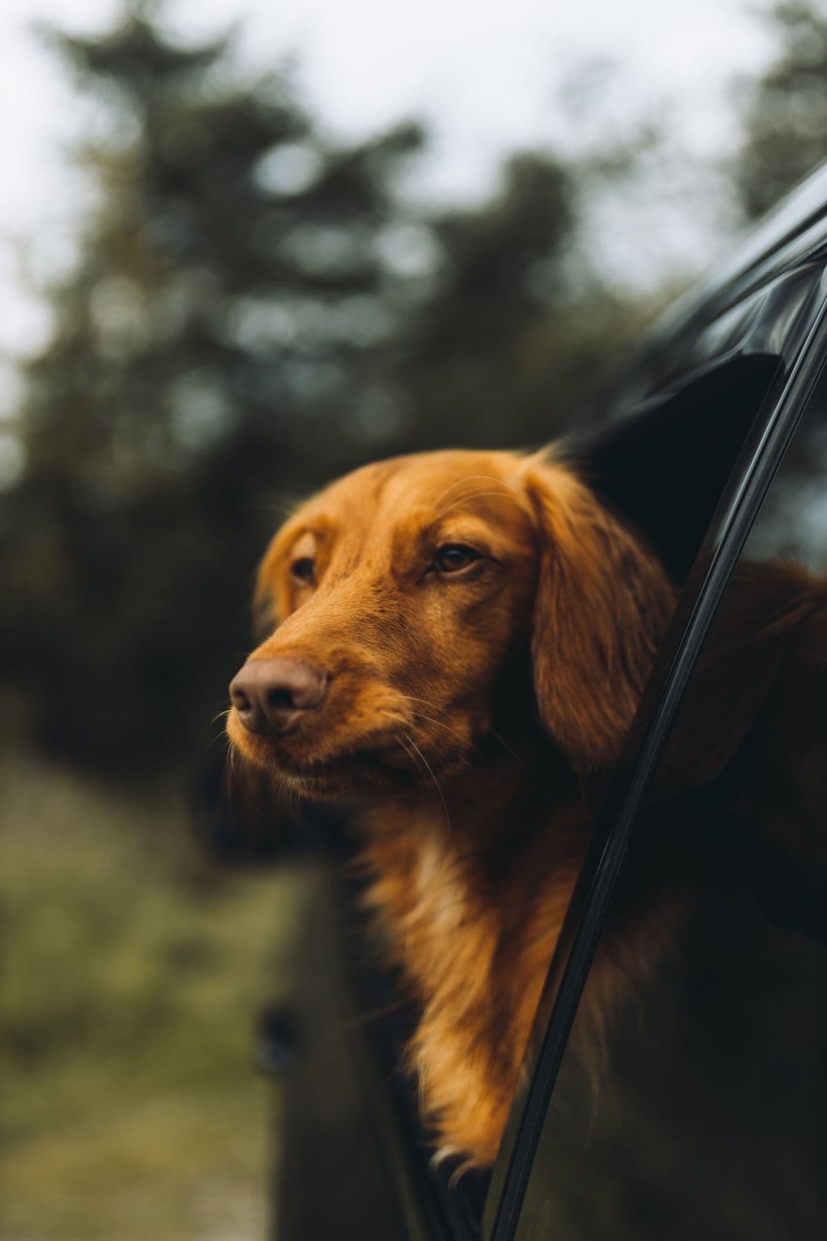 Viajar con una mascota medicada: 5 mitos que los veterinarios desmienten